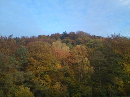 Wald um den Angelpark