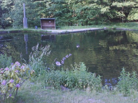 Gänse auf Teich 2